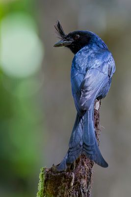 Crested Drongo - Kuifdrongo - Drongo malgache