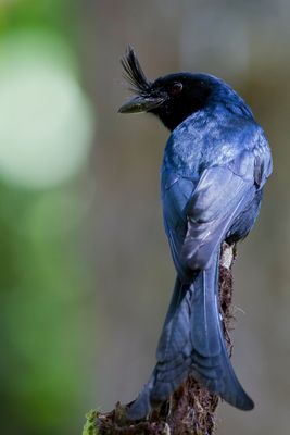 Crested Drongo - Kuifdrongo - Drongo malgache