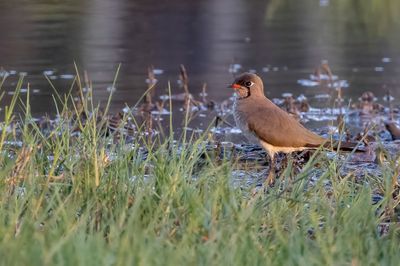 Oriental Pratincole - Oosterse Vorkstaartplevier - Glarole orientale