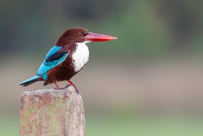 White-throated Kingfisher - Smyrnaijsvogel - Martin-chasseur de Smyrne