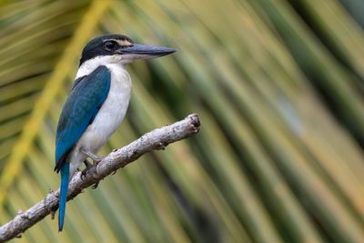 Collared Kingfisher - Witkraagijsvogel - Martin-chasseur  collier blanc