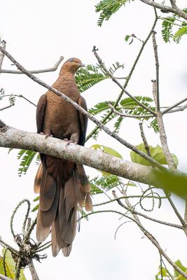 Andaman Cuckoo-Dove - Andamanenkoekoeksduif - Phasianelle des Nicobar