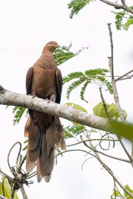 Andaman Cuckoo-Dove - Andamanenkoekoeksduif - Phasianelle des Nicobar