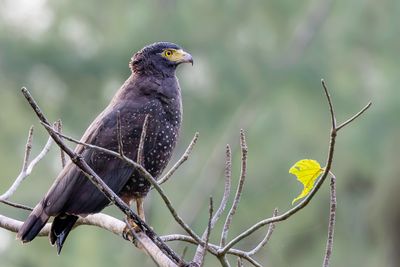 Andaman Serpent Eagle - Andamanenslangenarend - Serpentaire des Andaman