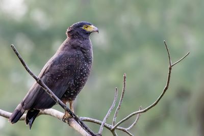 Birds of Andaman Islands 2024