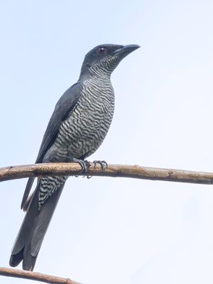 Andaman Cuckooshrike - Andamanenrupsvogel - chenilleur des Andaman (m)