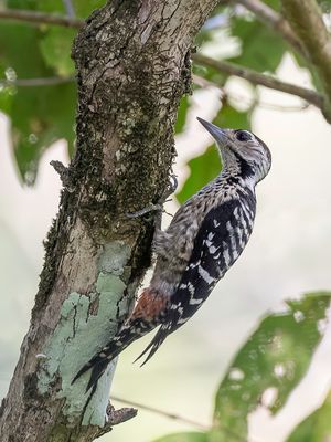 Freckle-breasted Woodpecker - Oostelijke Vaalborstspecht - Pic  ventre tiret (f)
