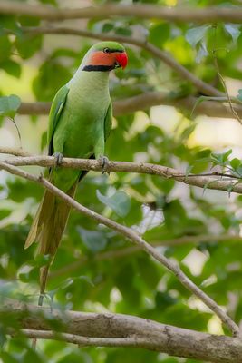 Long-tailed Parakeet - Langstaartparkiet - Perruche  longs brins