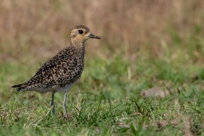 Pacific Golden Plover - Aziatische Goudplevier - Pluvier fauve