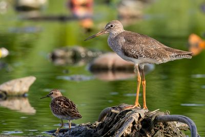 Common Redshank - Tureluur - Chevalier gambette