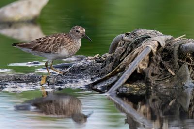 Long-toed Stint - Taigastrandloper - Bcasseau  longs doigts