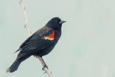 Red-winged Blackbird - Epauletspreeuw - Carouge à épaulettes (m)
