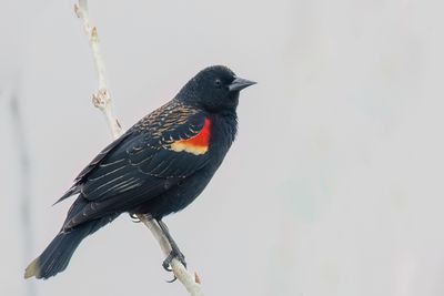 Red-winged Blackbird - Epauletspreeuw - Carouge  paulettes (m)
