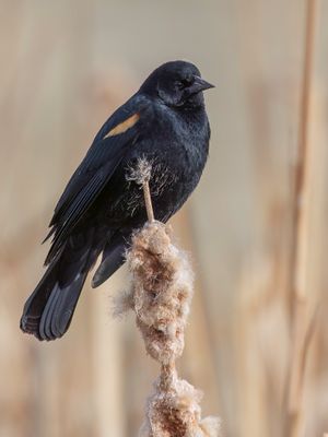 Red-winged Blackbird - Epauletspreeuw - Carouge à épaulettes (m)