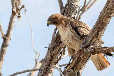 Red-tailed Hawk - Roodstaartbuizerd - Buse à queue rousse