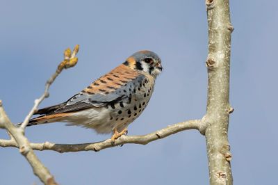 American Kestrel - Amerikaanse Torenvalk - Crécerelle d'Amérique