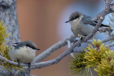 Pygmy Nuthatch - Dwergboomklever - Sittelle pygmée