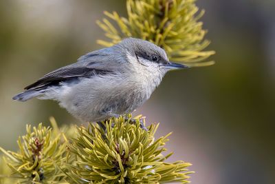 Pygmy Nuthatch - Dwergboomklever - Sittelle pygmée