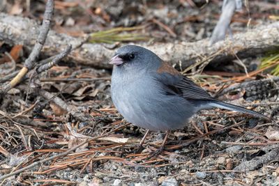 Dark-eyed (Grey-headed) Junco - Grijze Junco - Junco ardoisé
