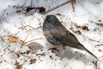 Dark-eyed (Pink-sided) Junco - Grijze Junco - Junco ardoisé