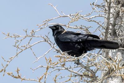 American Crow - Amerikaanse Kraai - Corneille d'Amrique