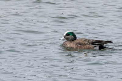 American Wigeon - Amerikaanse Smient -  Canard  front blanc