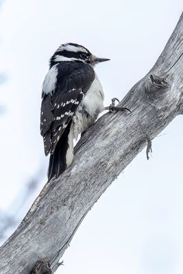Downy Woodpecker - Donsspecht - Pic mineur (f)