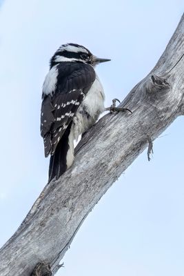 Downy Woodpecker - Donsspecht - Pic mineur (f)