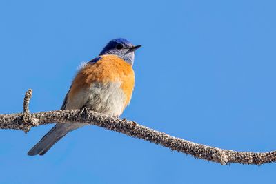 Western Bluebird - Blauwkeelsialia - Merlebleu de l'Ouest