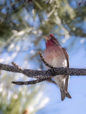 Cassin's Finch - Cassins Roodmus - Roselin de Cassin (m)