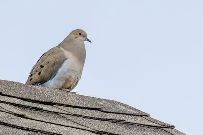 Mourning Dove - Treurduif - Tourterelle triste