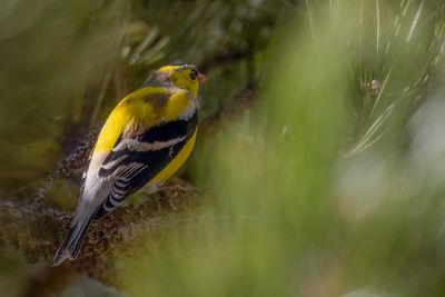 American Goldfinch - Goudsijs - Chardonneret jaune (imm m)
