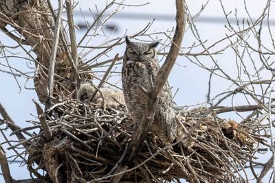 Great Horned Owl - Amerikaanse Oehoe - Grand-duc d'Amrique