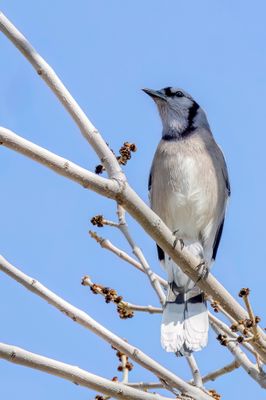 Blue Jay - Blauwe Gaai - Geai bleu
