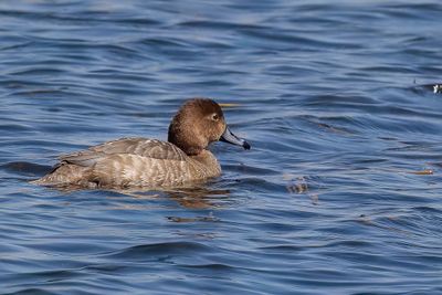 Redhead - Amerikaanse Tafeleend - Fuligule à tête rouge (f)