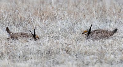 Lesser Prairie Chicken - Klein Prairiehoen - Tétras pâle (m)