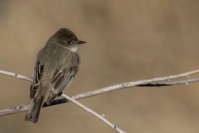 Eastern Phoebe - Phoebe - Moucherolle phébi