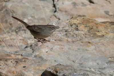 Rufous-crowned Sparrow - Roestkruingors - Bruant à calotte fauve