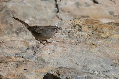 Rufous-crowned Sparrow - Roestkruingors - Bruant  calotte fauve