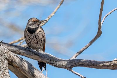 Northern Flicker - Gouden Grondspecht - Pic flamboyant