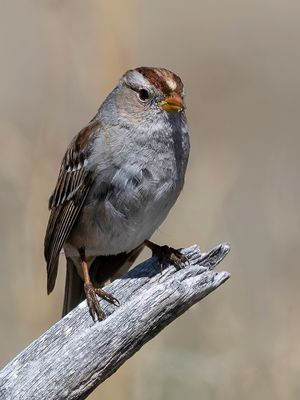 White-crowned Sparrow - Witkruingors - Bruant  couronne blanche