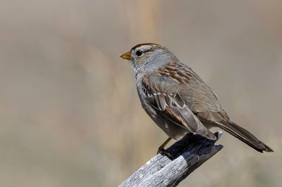 White-crowned Sparrow - Witkruingors - Bruant  couronne blanche