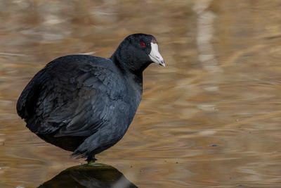 American Coot - Amerikaanse Meerkoet - Foulque d'Amérique