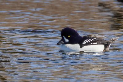 Barrow's Goldeneye - IJslandse Brilduiker - Garrot d'Islande (m)