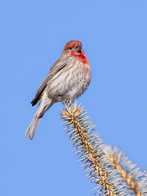 House Finch - Mexicaanse Roodmus - Roselin familier (m)