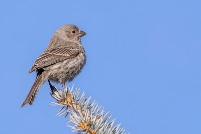 House Finch - Mexicaanse Roodmus - Roselin familier (f)