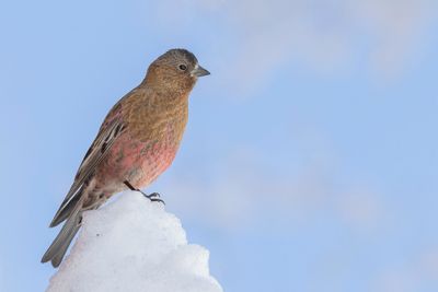 Brown-capped Rosy Finch - Bruinkapbergvink - Roselin à tête brune