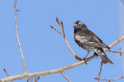 Black Rosy Finch - Zwarte Bergvink - Roselin noir