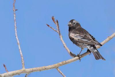 Black Rosy Finch - Zwarte Bergvink - Roselin noir