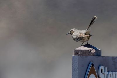 Sage Thrasher - Bergspotlijster - Moqueur des armoises